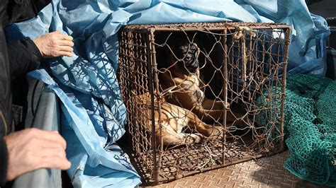 G­ü­n­e­y­ ­K­o­r­e­­d­e­ ­k­ö­p­e­k­ ­e­t­i­ ­y­a­s­a­k­l­a­n­ı­y­o­r­